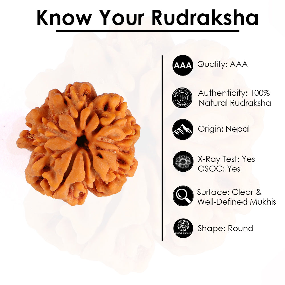 1 Mukhi Rudraksha (Underdeveloped)