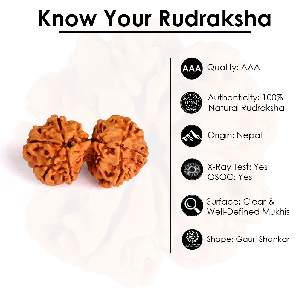 9 Mukhi Gauri Shanker Rudraksha (Regular)