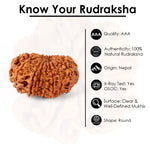16 Mukhi Rudraksha (25.01mm)