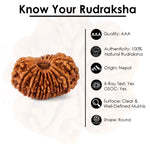 16 Mukhi Rudraksha (25.07mm)
