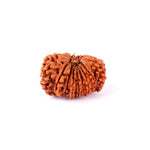 16 Mukhi Rudraksha (29.22mm)