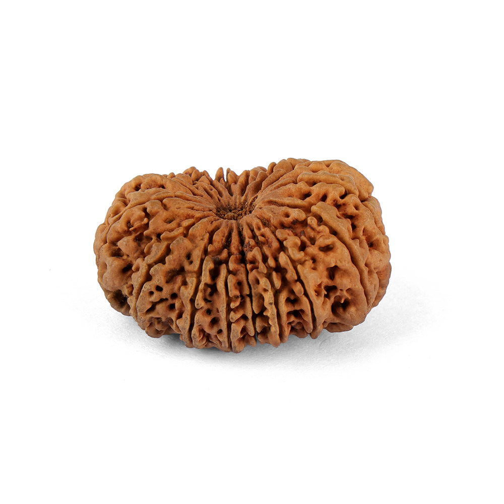 16 Mukhi Rudraksha (35.38mm)