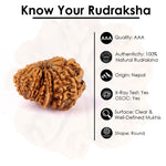 17 Mukhi Rudraksha (24.58mm)