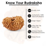 17 Mukhi Rudraksha (29.20mm)