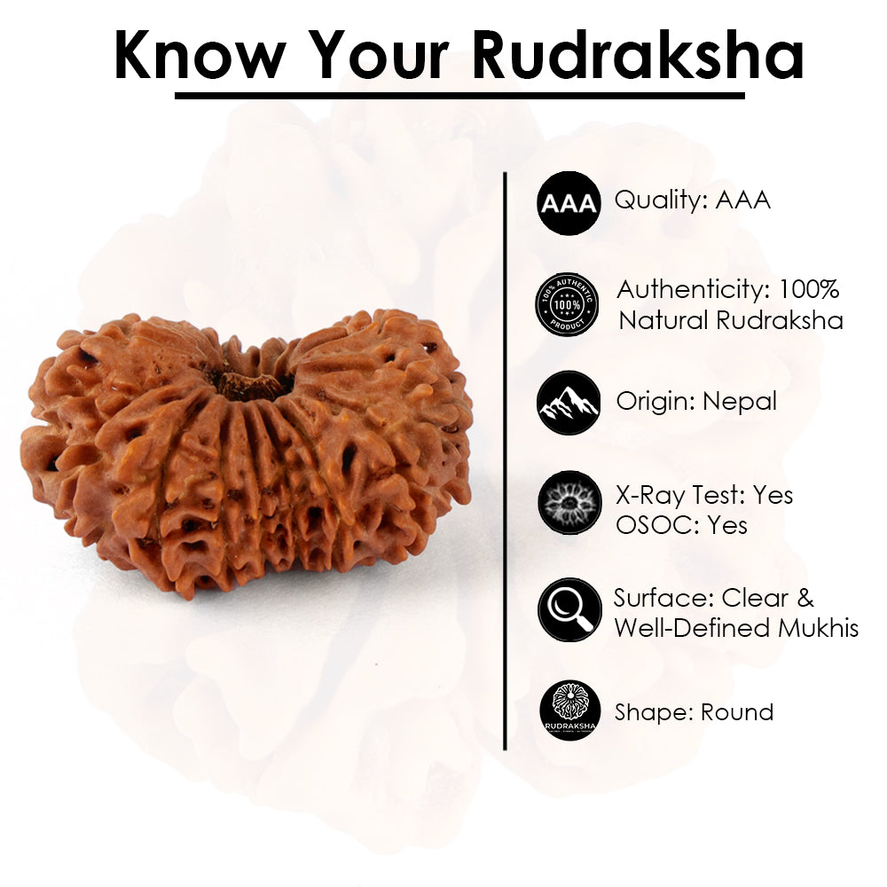 17 Mukhi Rudraksha (34.56mm)