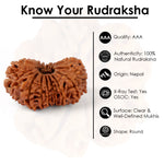 17 Mukhi Rudraksha (34.56mm)