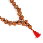 Siddha Mala with 1 Mukhi Underdeveloped (Collector Grade, Nepal- Thread)