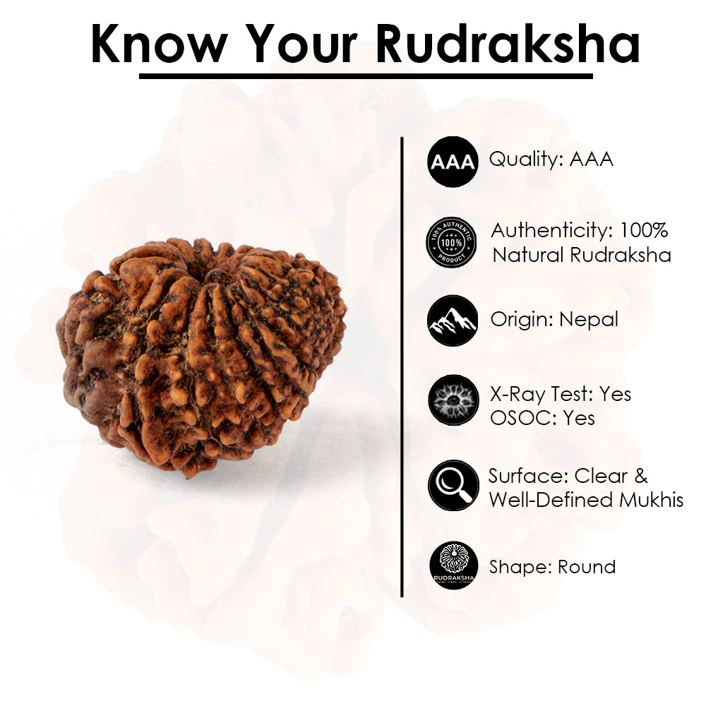 18 Mukhi Rudraksha (24.28mm)