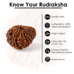 18 Mukhi Rudraksha (24.28mm)