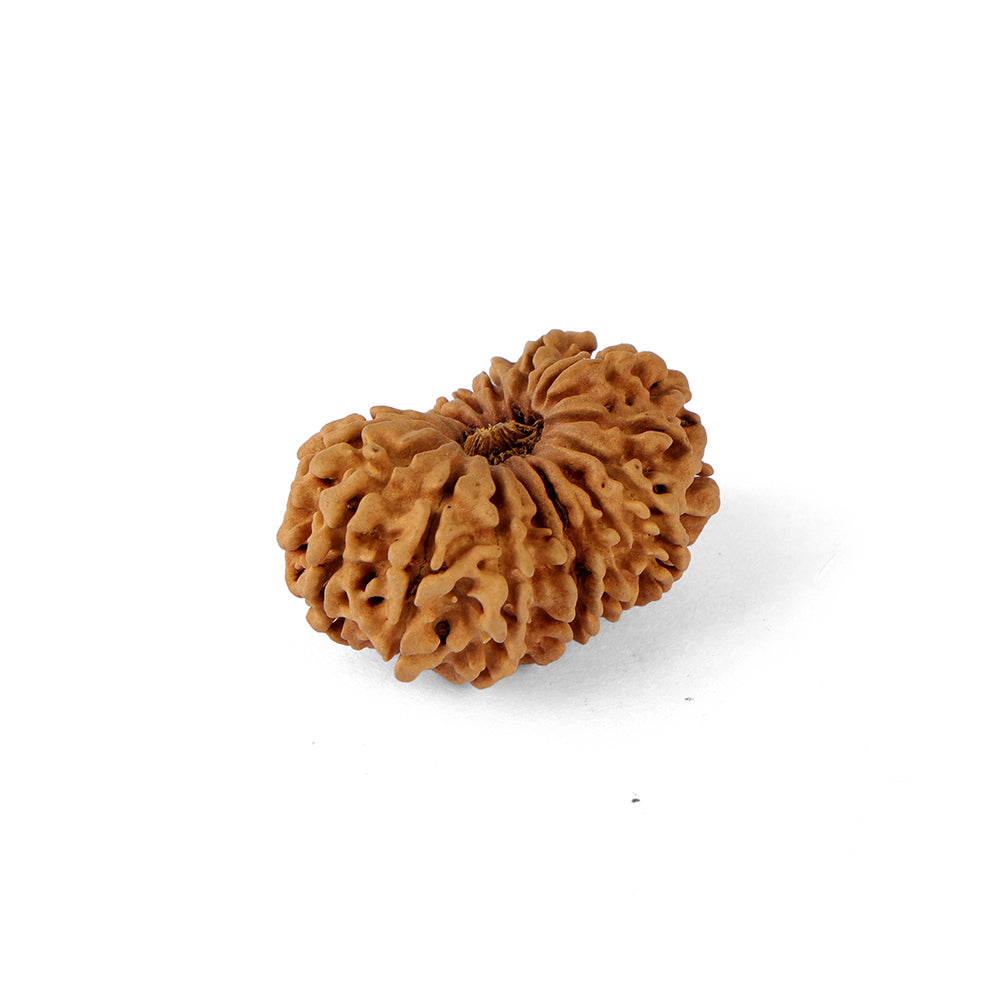 16 Mukhi Rudraksha (30.81mm)