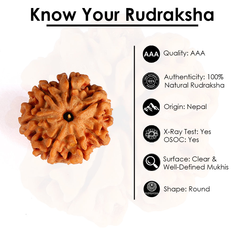 7 Mukhi Rudraksha (Regular)