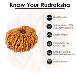 14 Mukhi Rudraksha (26.05mm)