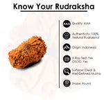 21 Mukhi Rudraksha (18.84mm)