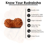 20 Mukhi Rudraksha (21.43mm)