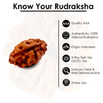 1 Mukhi Rudraksha