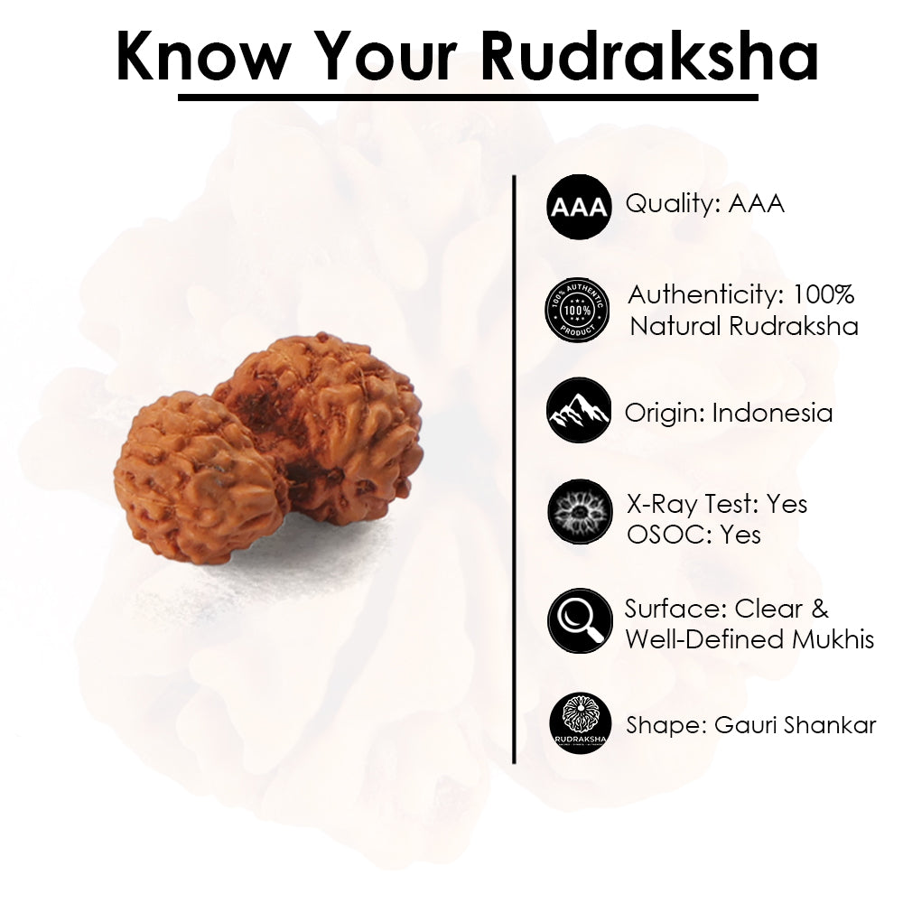 Gauri Shankar Rudraksha