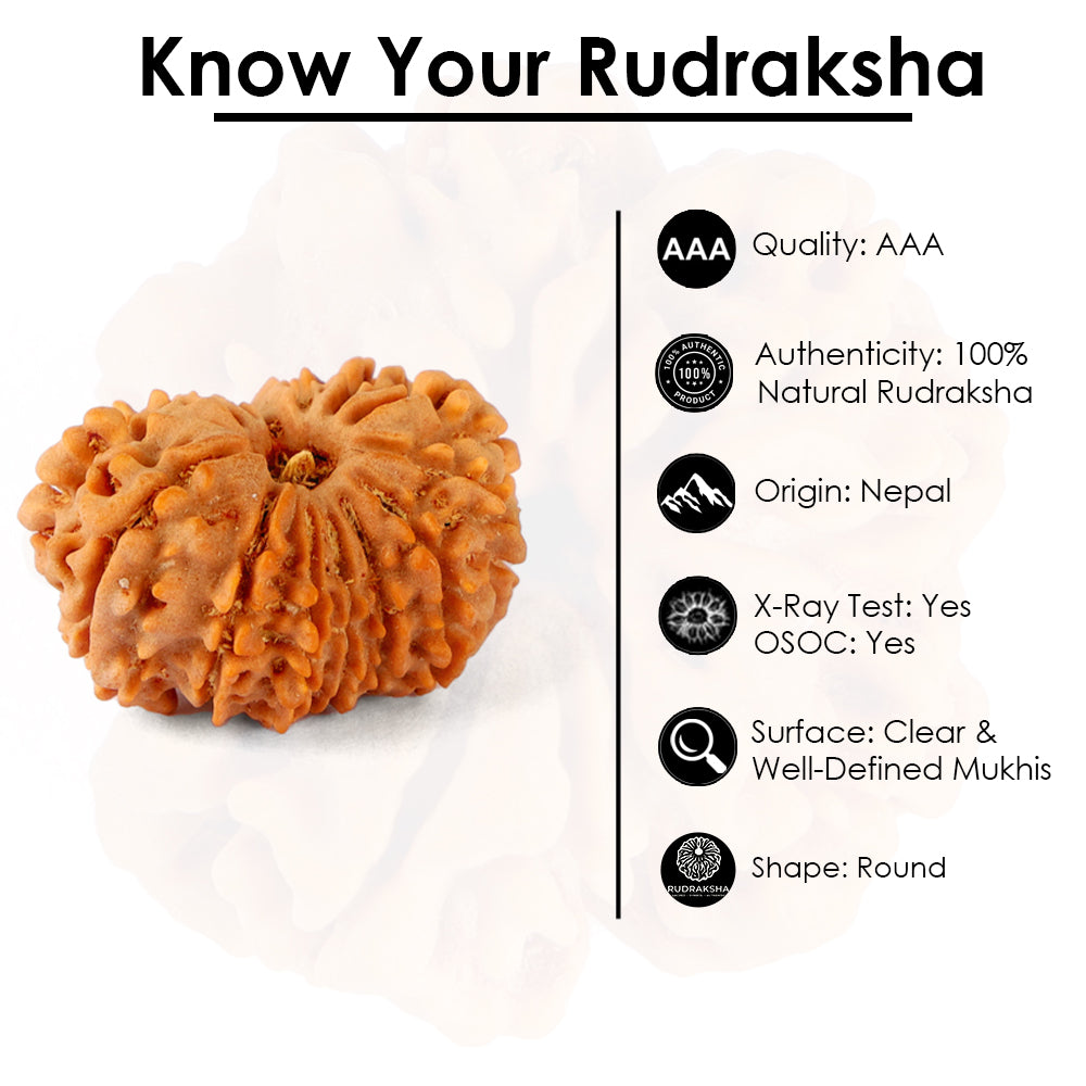 14 Mukhi Rudraksha (26.40mm)