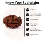 2 Mukhi Rudraksha (17.73mm)