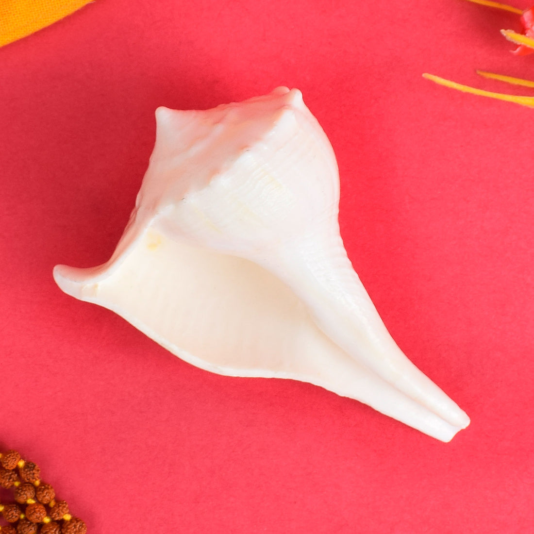 7.5cm Regular Dakshinavarti Shankh (Conch Shell) Assorted