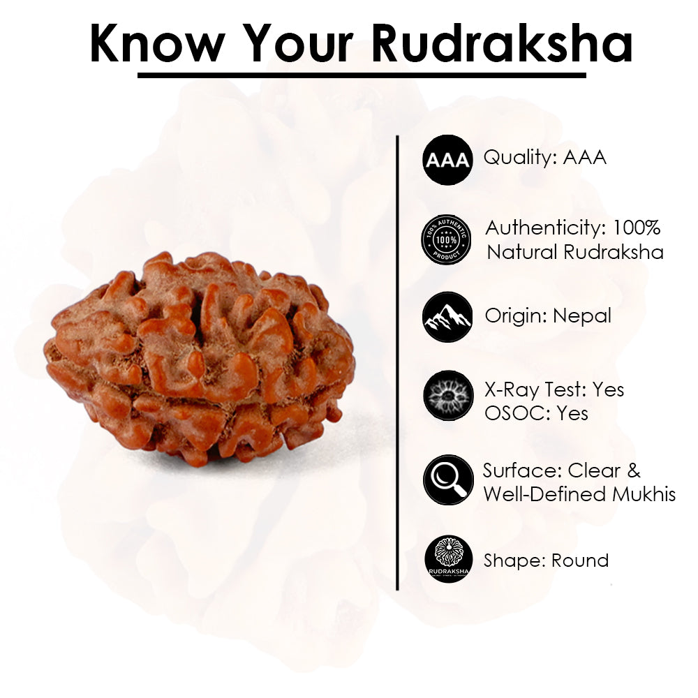 2 Mukhi Rudraksha (17.82mm)