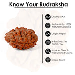 2 Mukhi Rudraksha (17.82mm)