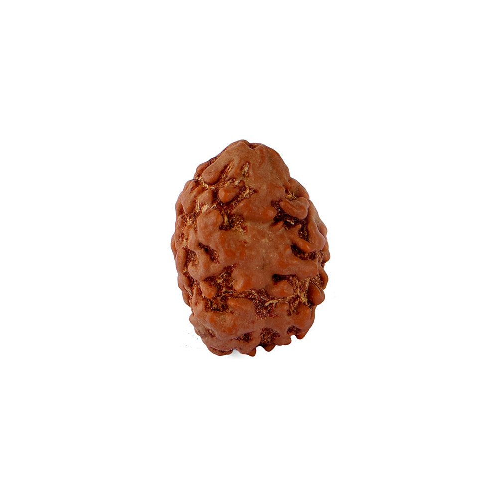 2 Mukhi Rudraksha (18.51mm)