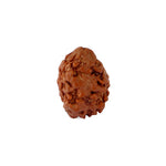 2 Mukhi Rudraksha (18.51mm)