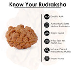 2 Mukhi Rudraksha (17.82mm)