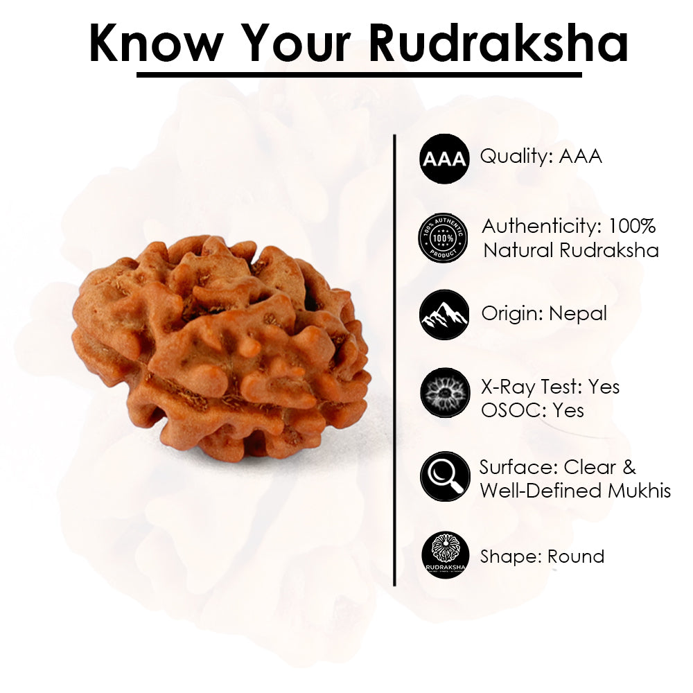 2 Mukhi Rudraksha (18.90mm)