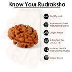2 Mukhi Rudraksha (18.90mm)
