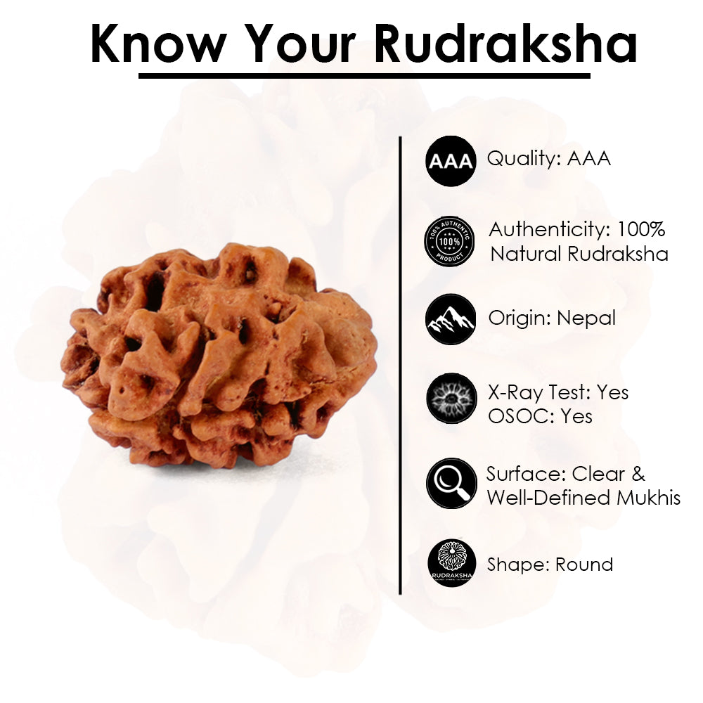 2 Mukhi Rudraksha (21.36mm)