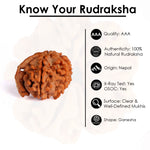 5 Mukhi Ganesh Rudraksha (Collector)