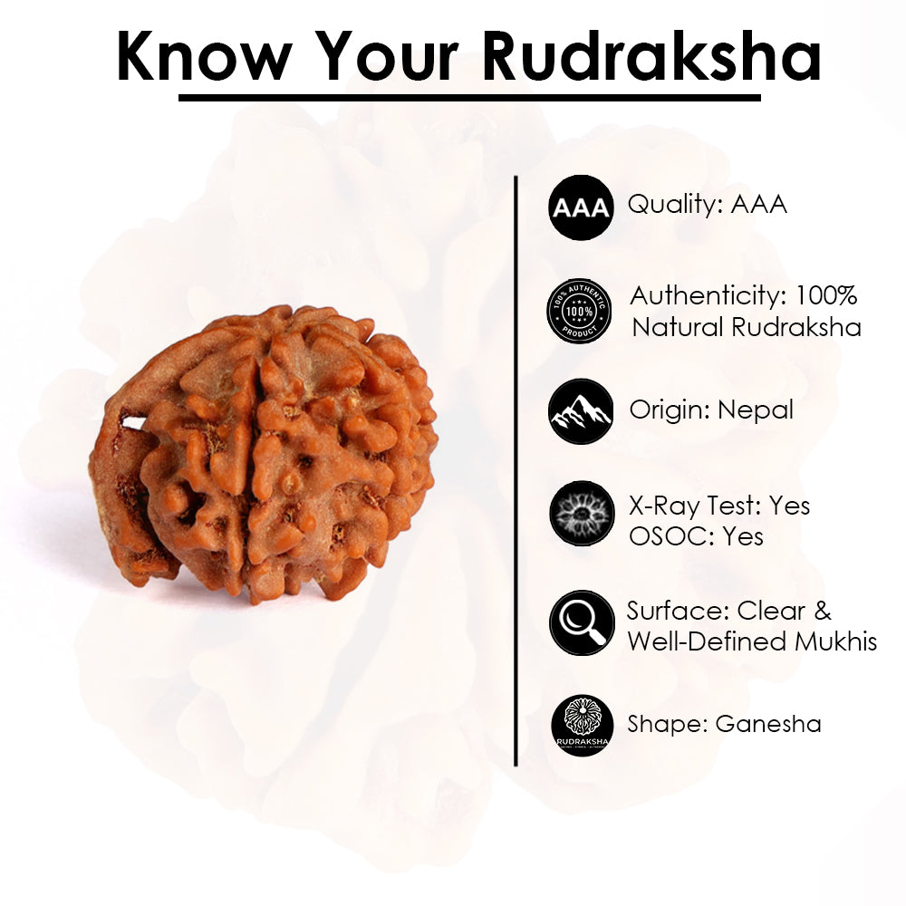 5 Mukhi Ganesh Rudraksha (Regular)