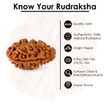 2 Mukhi Rudraksha (21.41mm)
