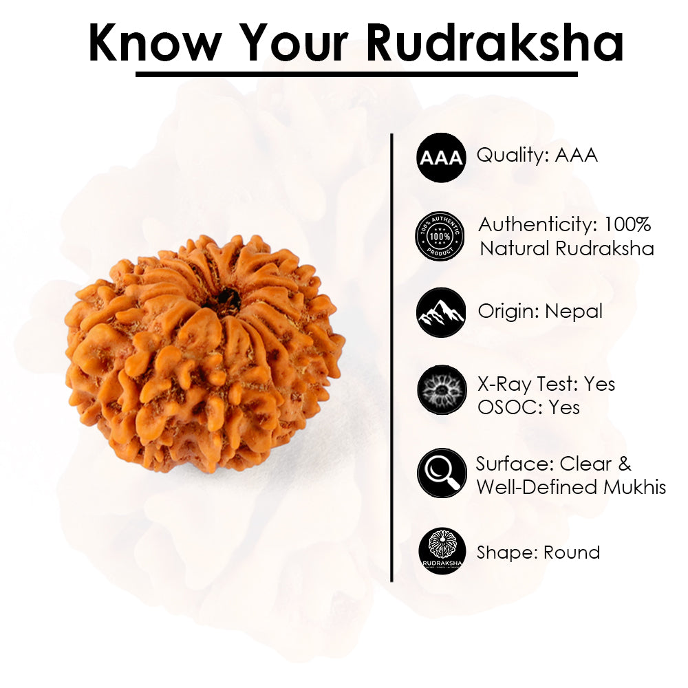 14 Mukhi Rudraksha (21.84mm)