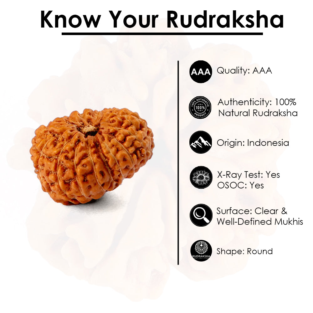 15 Mukhi Rudraksha