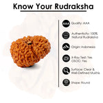15 Mukhi Rudraksha