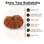 15 Mukhi Rudraksha (26.08mm)