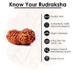 19 Mukhi Rudraksha