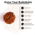 10 Mukhi Rudraksha (Super Collector)