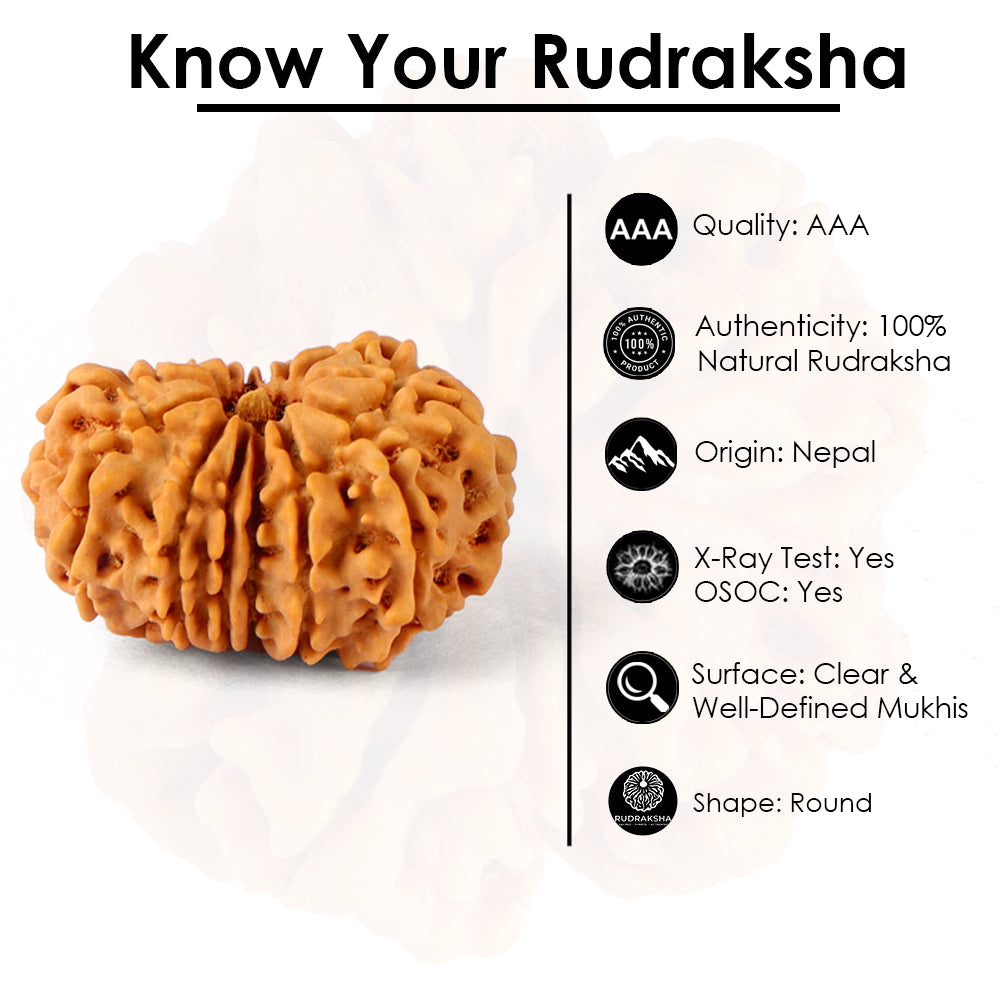 14 Mukhi Rudraksha (25.05mm)
