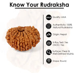 15 Mukhi Rudraksha (22.62mm)
