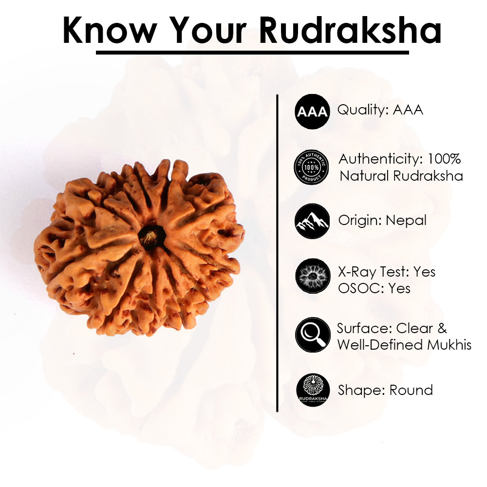 11 Mukhi Rudraksha (Regular)