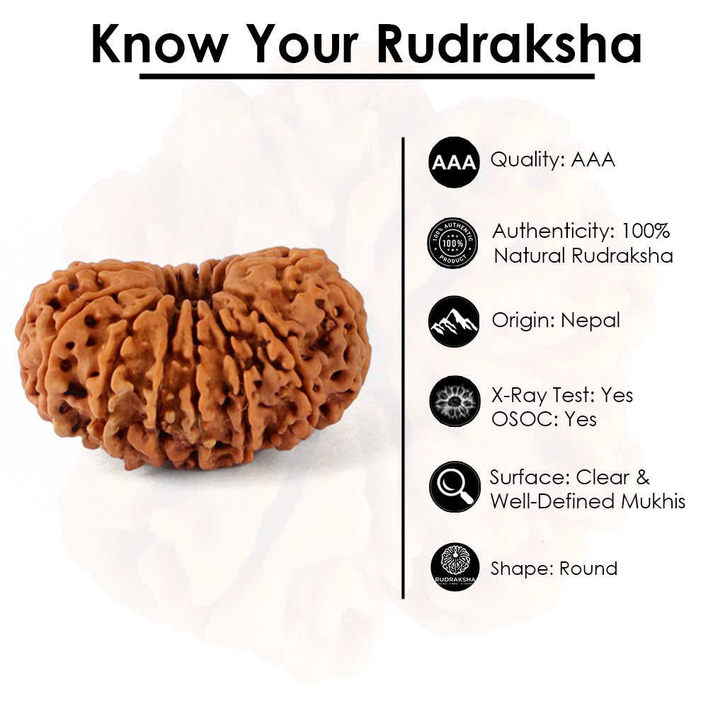 15 Mukhi Rudraksha (26.50mm)
