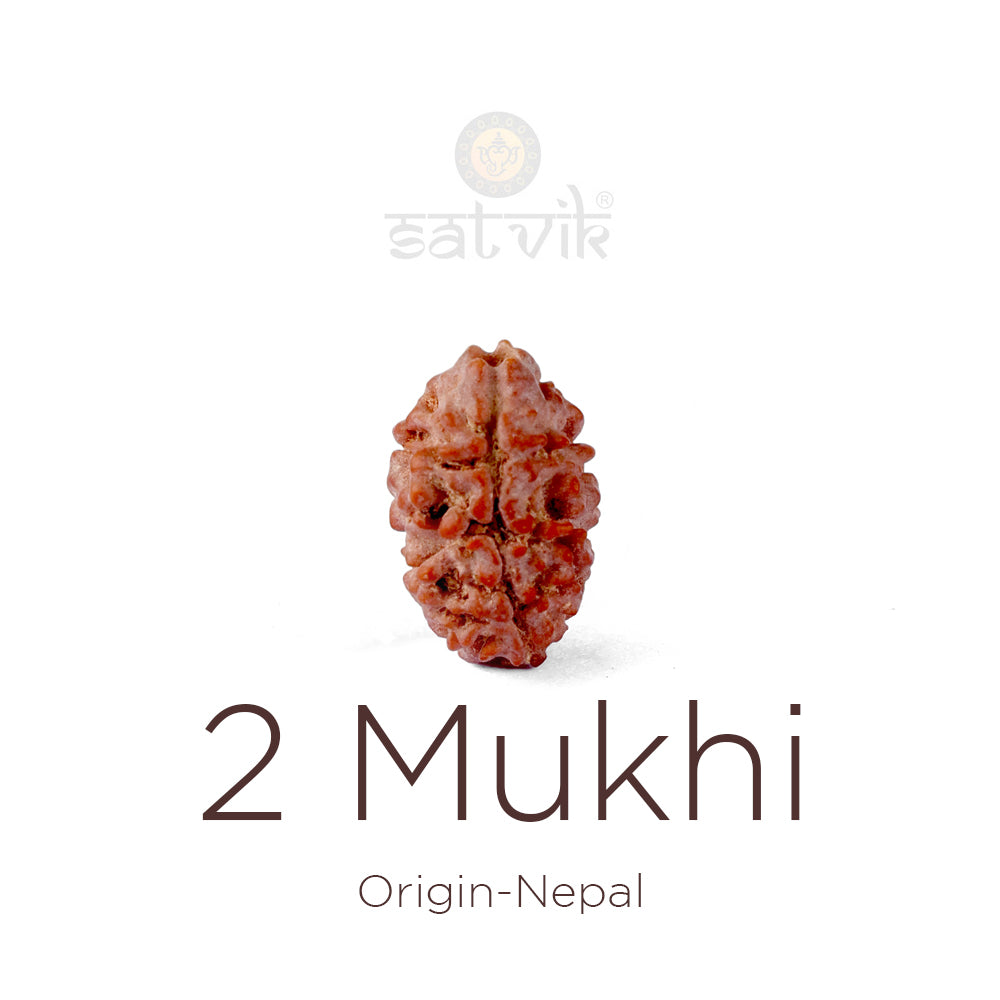 2 Mukhi Rudraksha (16.07mm)