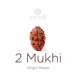 2 Mukhi Rudraksha (16.07mm)