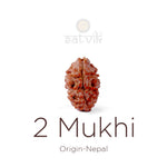 2 Mukhi Rudraksha bead natural Nepali 16.07mm two face Rudraksha. India’s Premium Rudraksha Beads Brand - www.satvikstore.in