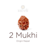 2 Mukhi Rudraksha bead natural Nepali 16.90mm two face Rudraksha. India’s Premium Rudraksha Beads Brand - www.satvikstore.in