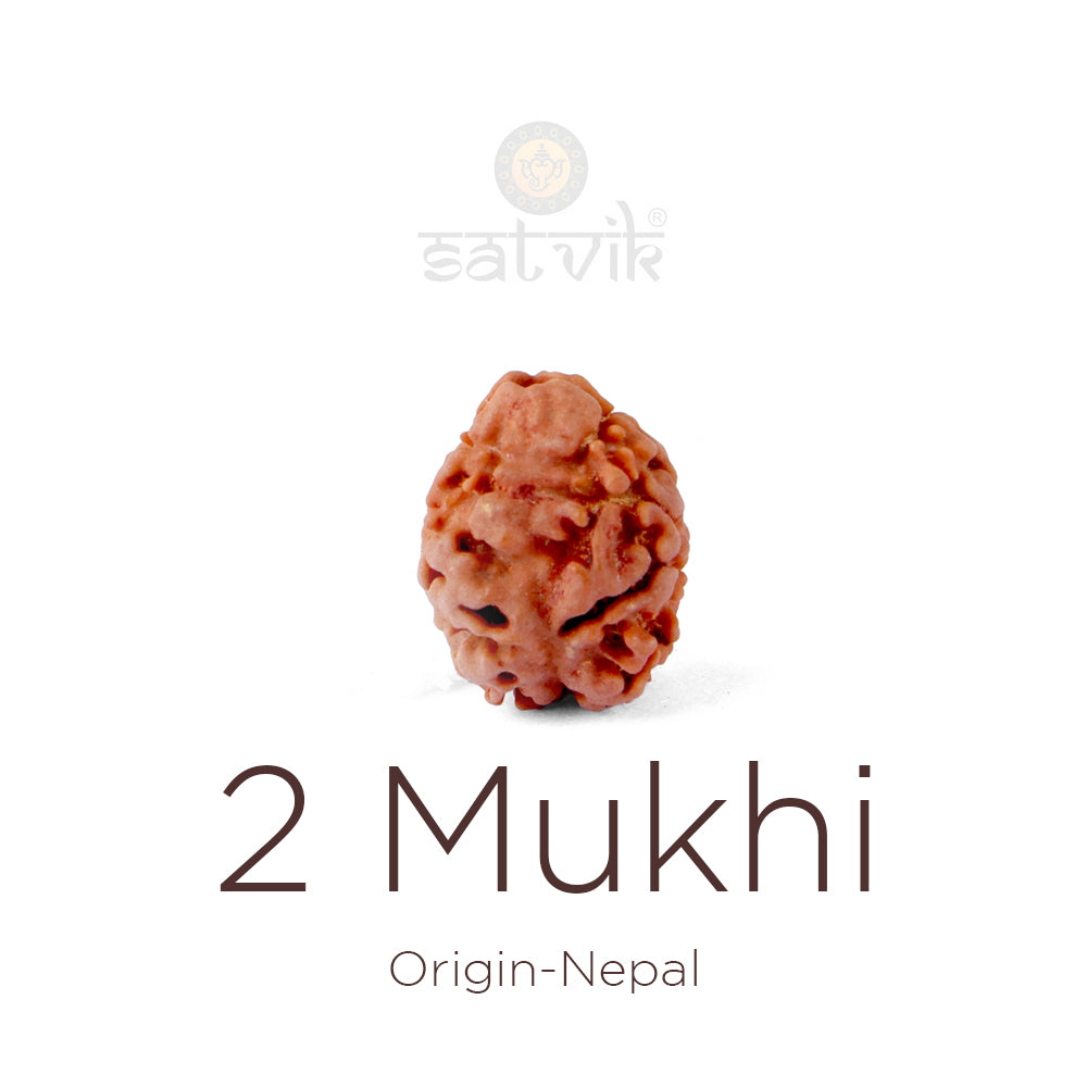 2 Mukhi Rudraksha (16.90mm)