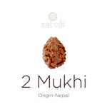 2 Mukhi Rudraksha (17.50mm)
